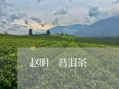 赵明 普洱茶/2023042728943